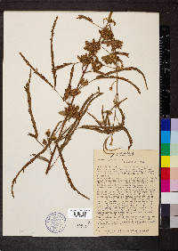 Mimosa polycarpa image