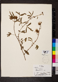 Mimosa pudica image
