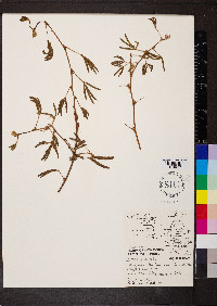 Mimosa pudica image