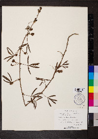 Mimosa pudica image