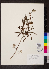 Mimosa pudica image