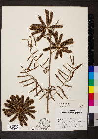 Mimosa pigra image