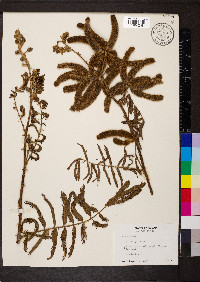 Mimosa pigra image