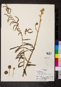 Mimosa pigra image