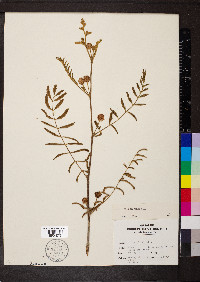 Mimosa pigra image