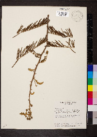 Mimosa pigra image