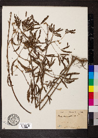 Mimosa pudica image
