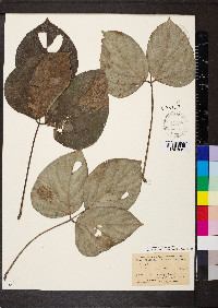 Mucuna holtonii image