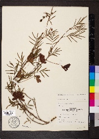 Neptunia pubescens var. pubescens image