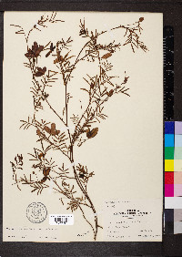 Neptunia pubescens var. pubescens image