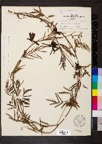 Neptunia pubescens var. pubescens image