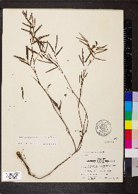 Neptunia pubescens var. pubescens image