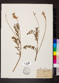 Onobrychis viciifolia image