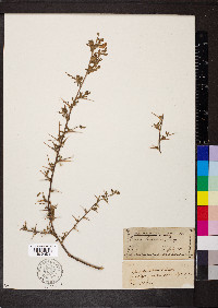 Ononis spinosa subsp. hircina image