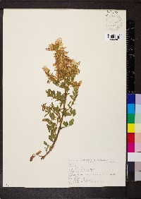 Ononis natrix image