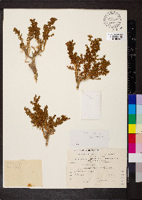 Ononis natrix image