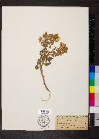 Ononis natrix image