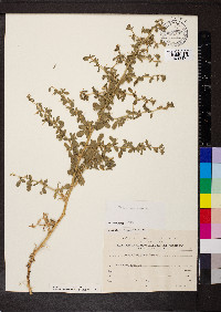 Ononis spinosa subsp. antiquorum image