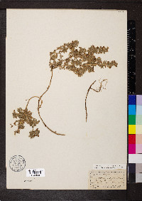 Ononis spinosa subsp. procurrens image