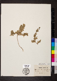 Ononis spinosa subsp. procurrens image