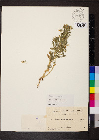 Ononis viscosa image