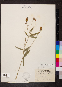 Orbexilum pedunculatum var. pedunculatum image