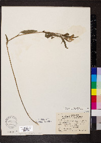 Orbexilum pedunculatum var. pedunculatum image