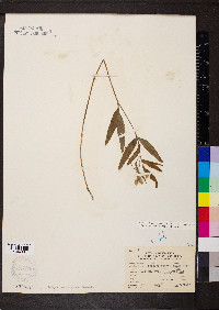Orbexilum pedunculatum var. pedunculatum image