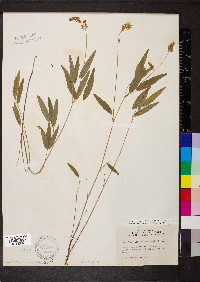 Orbexilum pedunculatum var. pedunculatum image