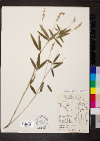 Orbexilum pedunculatum var. pedunculatum image