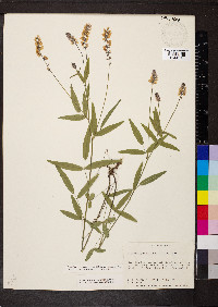 Orbexilum pedunculatum var. pedunculatum image