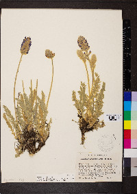 Oxytropis splendens image