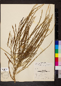 Parkinsonia aculeata image