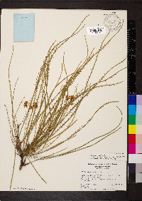 Parkinsonia aculeata image