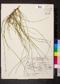 Parkinsonia aculeata image