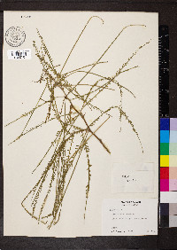 Parkinsonia aculeata image