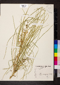 Parkinsonia aculeata image