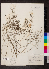 Pediomelum tenuiflorum image