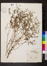 Pediomelum tenuiflorum image