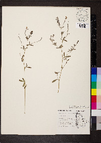 Pediomelum tenuiflorum image