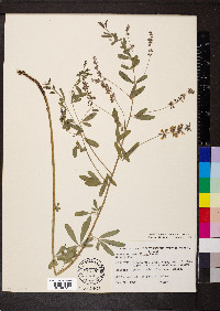 Pediomelum tenuiflorum image
