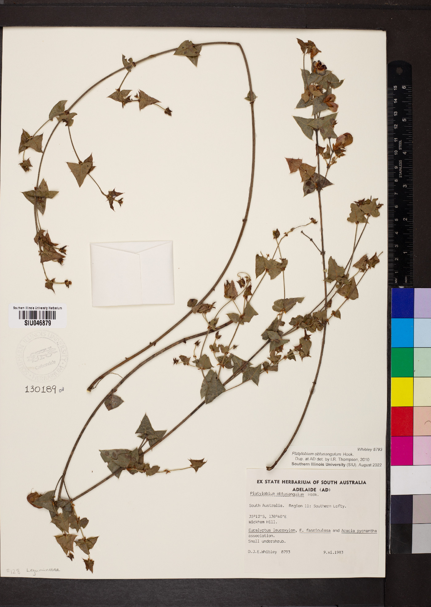 Platylobium obtusangulum image