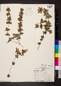 Platylobium obtusangulum image