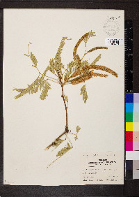 Prosopis glandulosa image