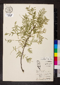 Prosopis glandulosa image