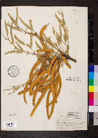 Prosopis juliflora image