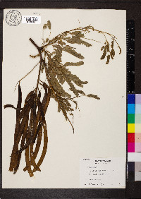 Prosopis juliflora image