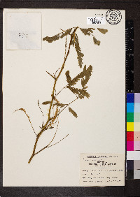 Prosopis juliflora image