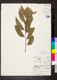 Pterocarpus indicus image