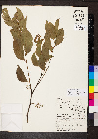 Pterocarpus indicus image